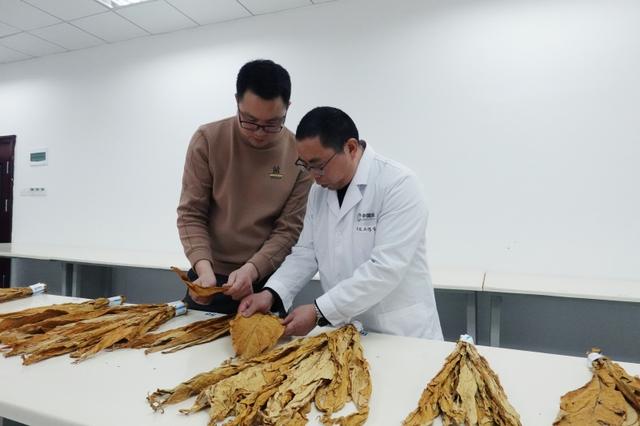 白肋烟  熠熠芳华铸匠心